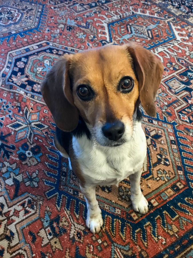 Treat? in Austin, Texas
