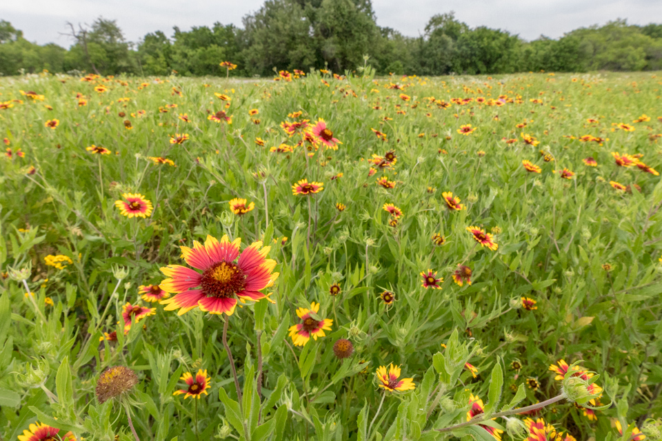 Indian Blanket in Cheapside, Texas