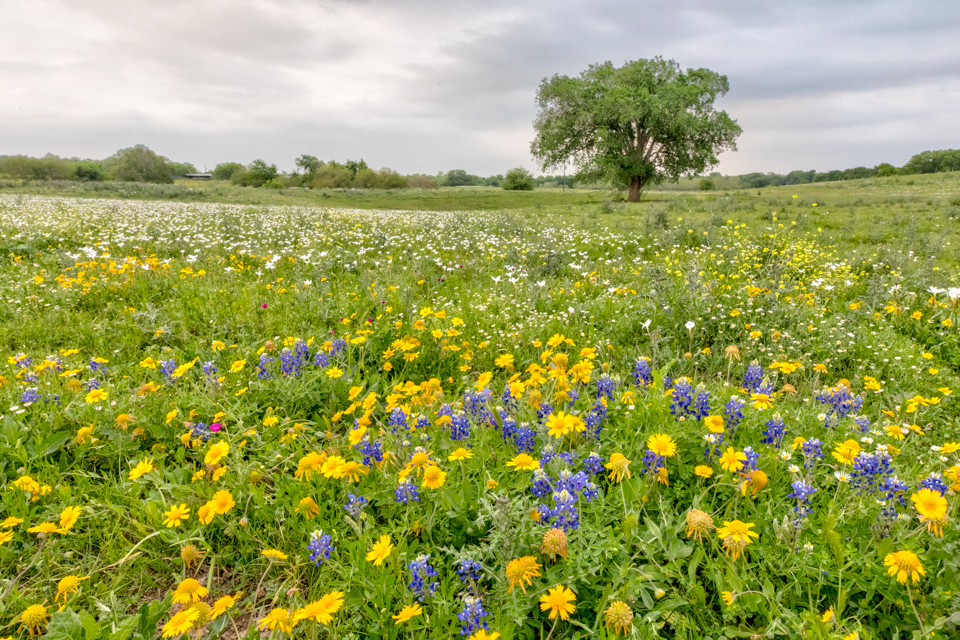 Tree in Flowers in Cheapside, Texas