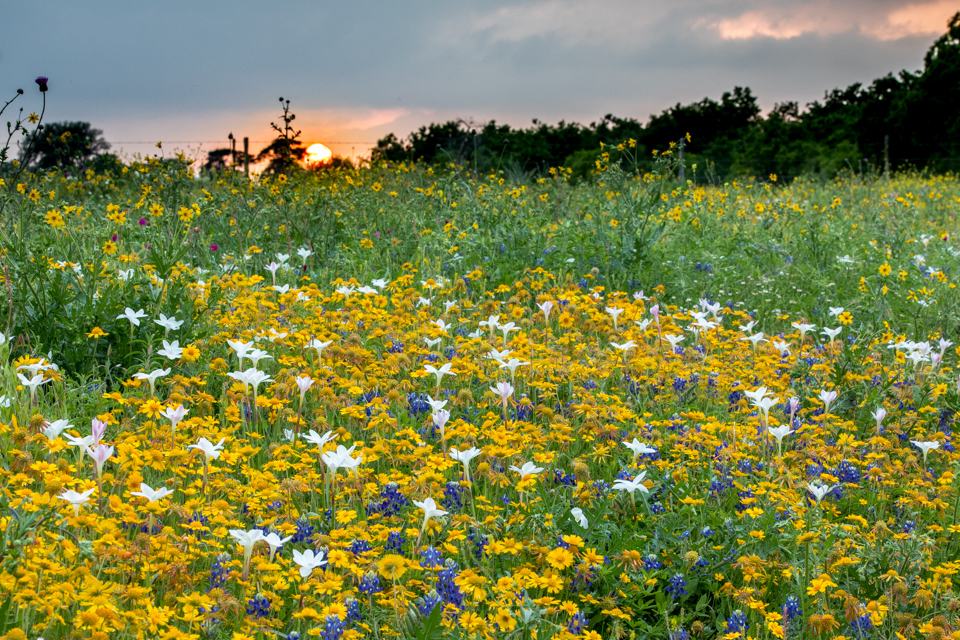 Sunset Color in Cheapside, Texas