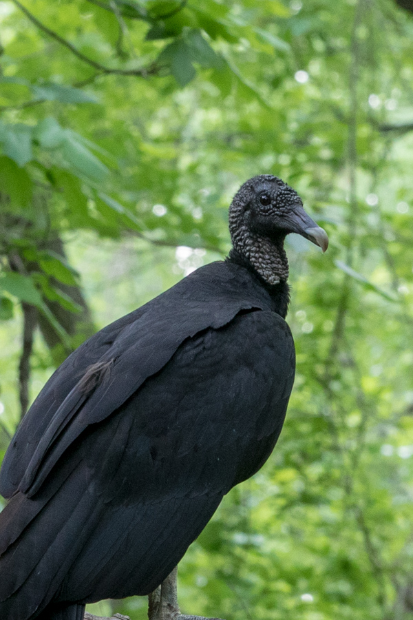 Black Vulture in Palmetto State Park, Texas