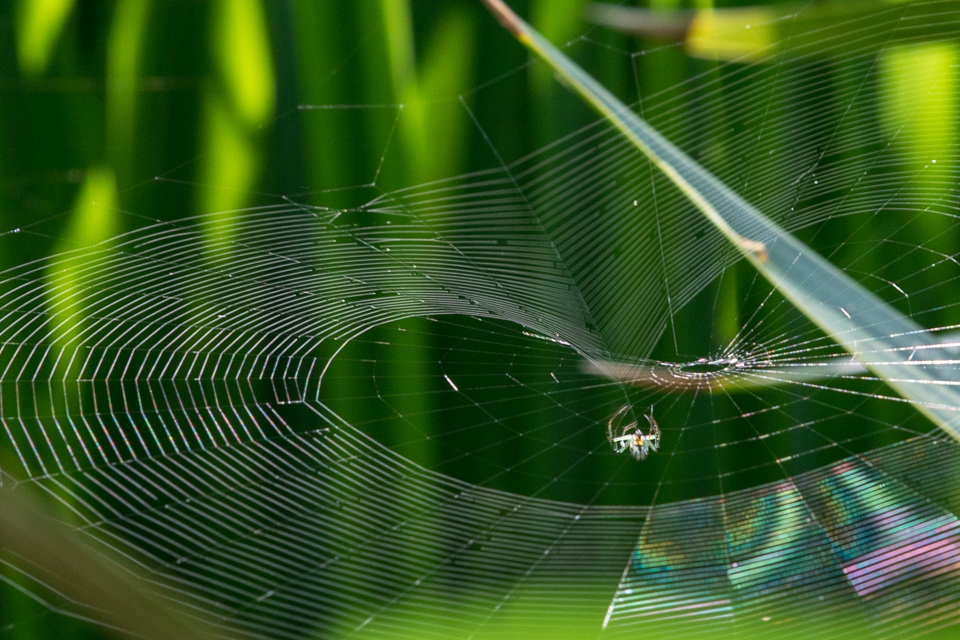 Web in Palmetto State Park, Texas