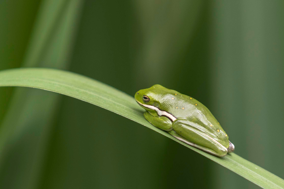 Green Tree Frog in Palmetto State Park, Texas