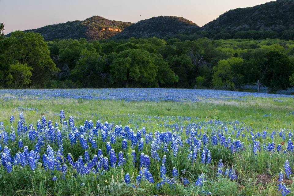 Blue Bonnets in Fredericksburg, Texas