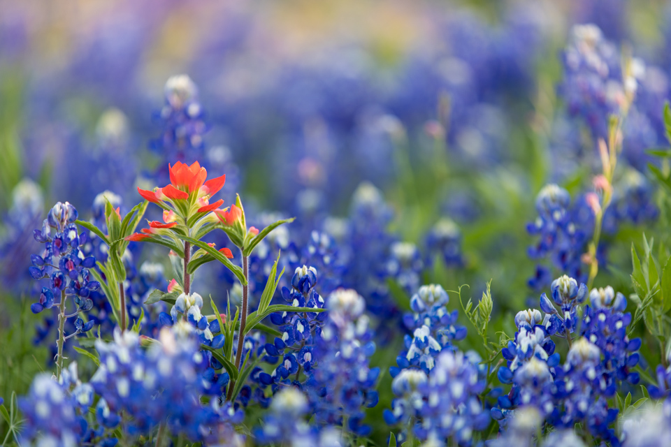 Odd Paintbrush in Fredericksburg, Texas