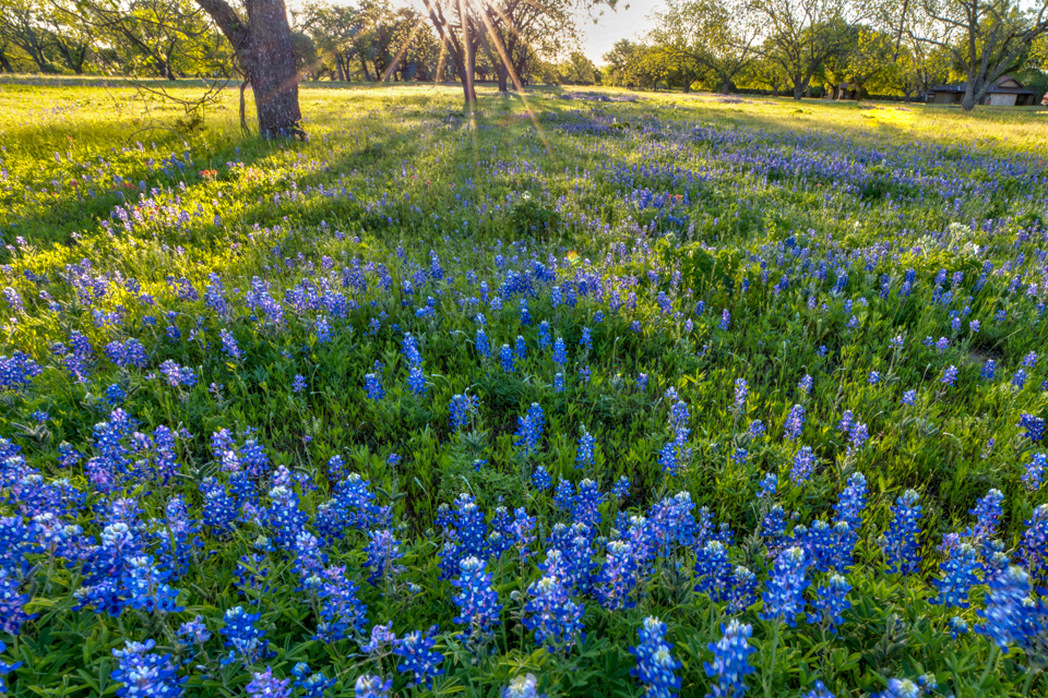 Sun Touched in Fredericksburg, Texas
