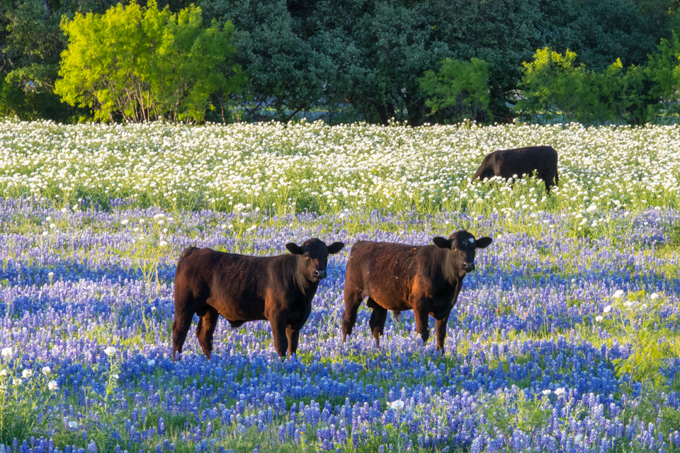 Pretty Pasture in Fredericksburg, Texas