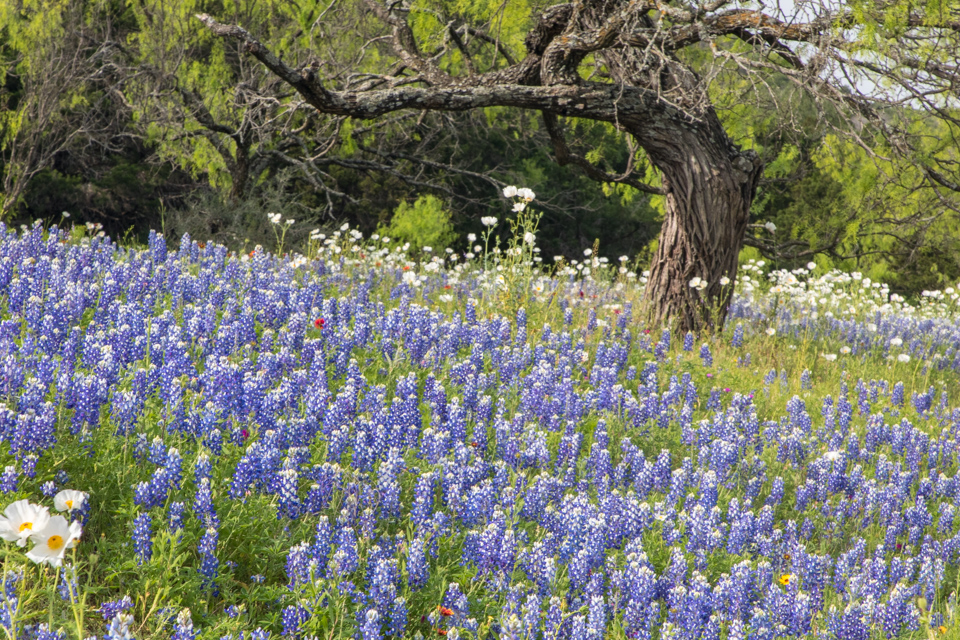 Blue Hill in Fredericksburg, Texas