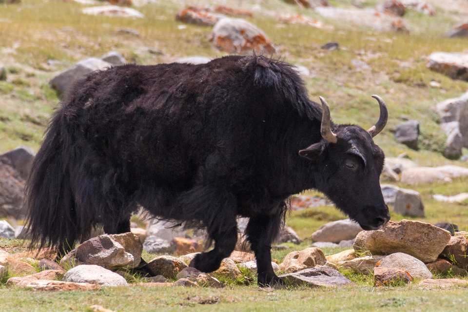 Yak in Leh, India