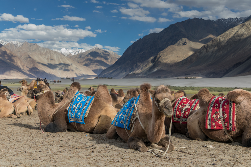 India Camels in Nubra Valley, India