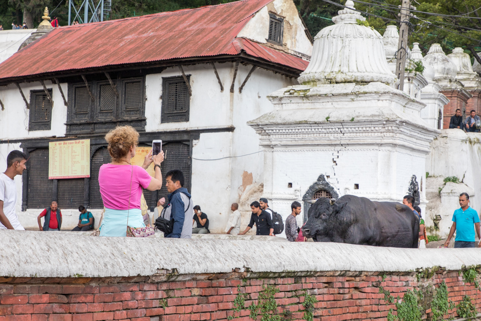 Catching a Bull in Kathmandu, Nepal