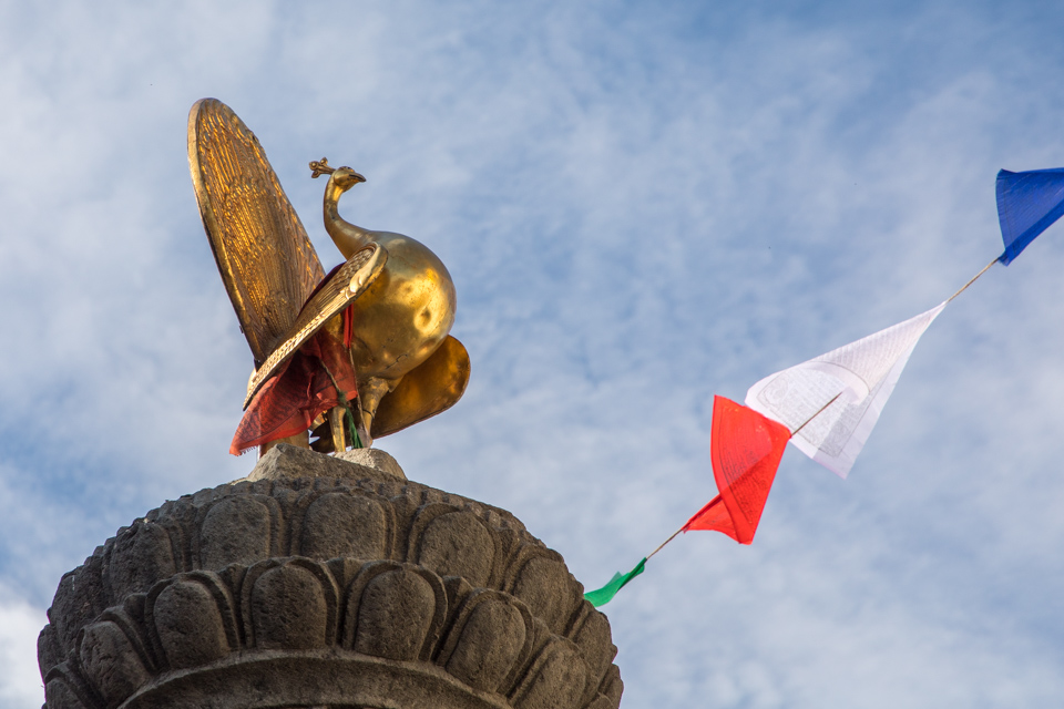 Gold Peacock in Kathmandu, Nepal