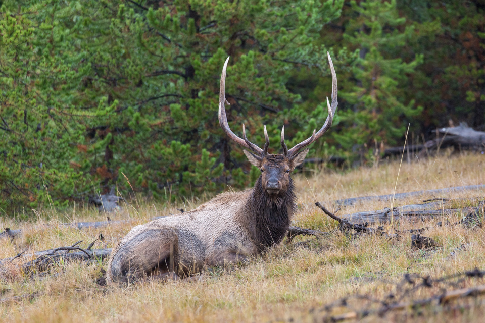 Grand Elk in Yellowstone National Park, Wyoming