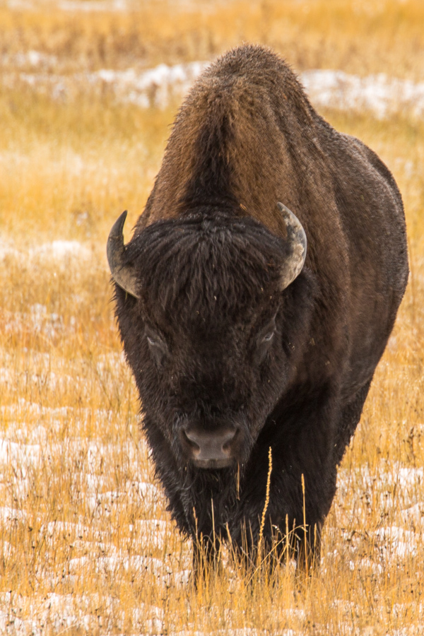 Bison in Yellowstone National Park, Wyoming