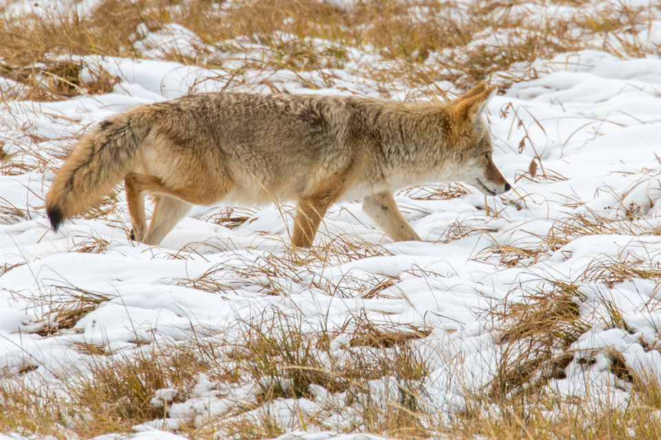 Hungry Coyote in Yellowstone National Park, Wyoming