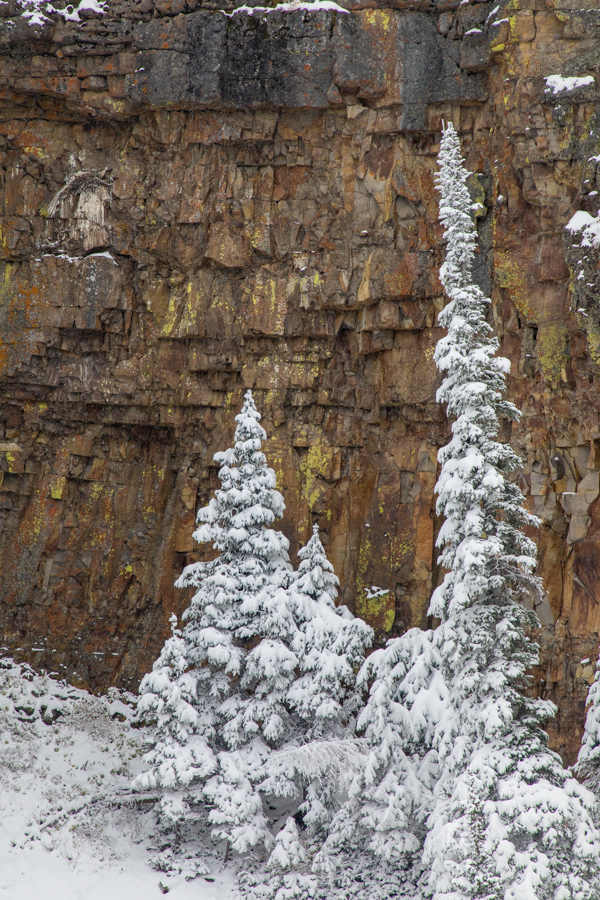Snow Trees in Yellowstone National Park, Wyoming