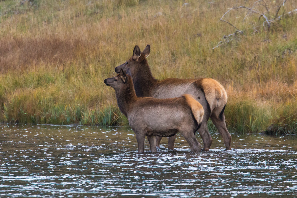 Alert Elk in Yellowstone National Park, Wyoming