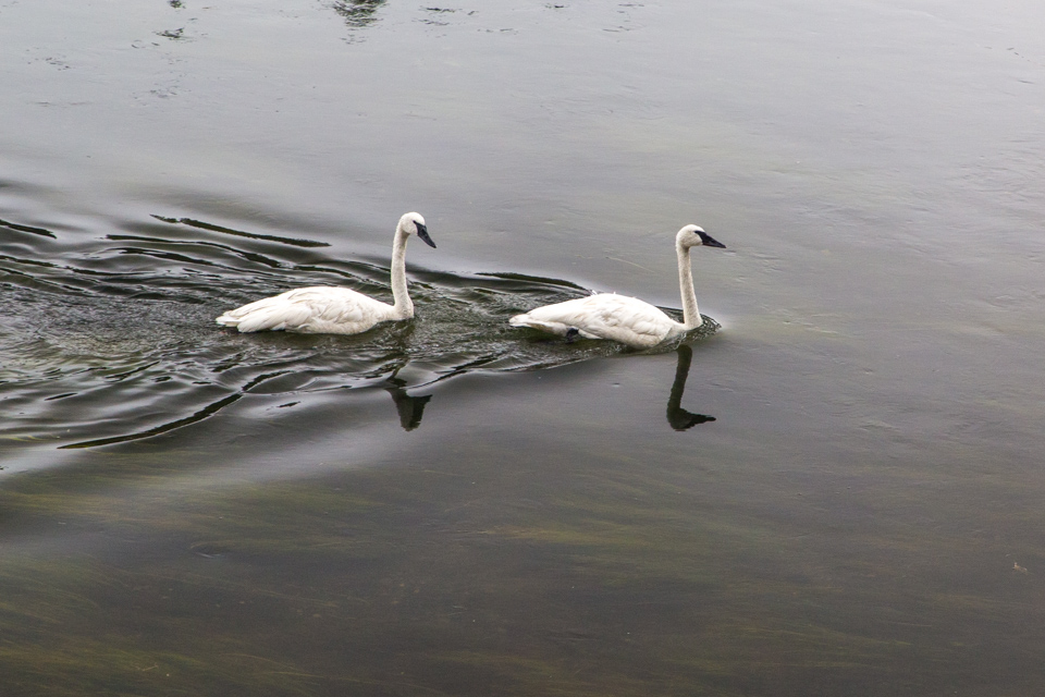 Swans in Yellowstone National Park, Wyoming