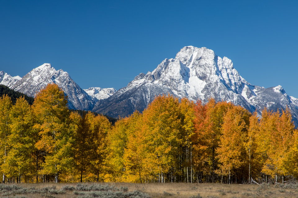 Fall Colors in Jackson Hole, Wyoming