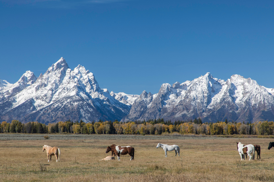 Horses and Tetons in Jackson Hole, Wyoming