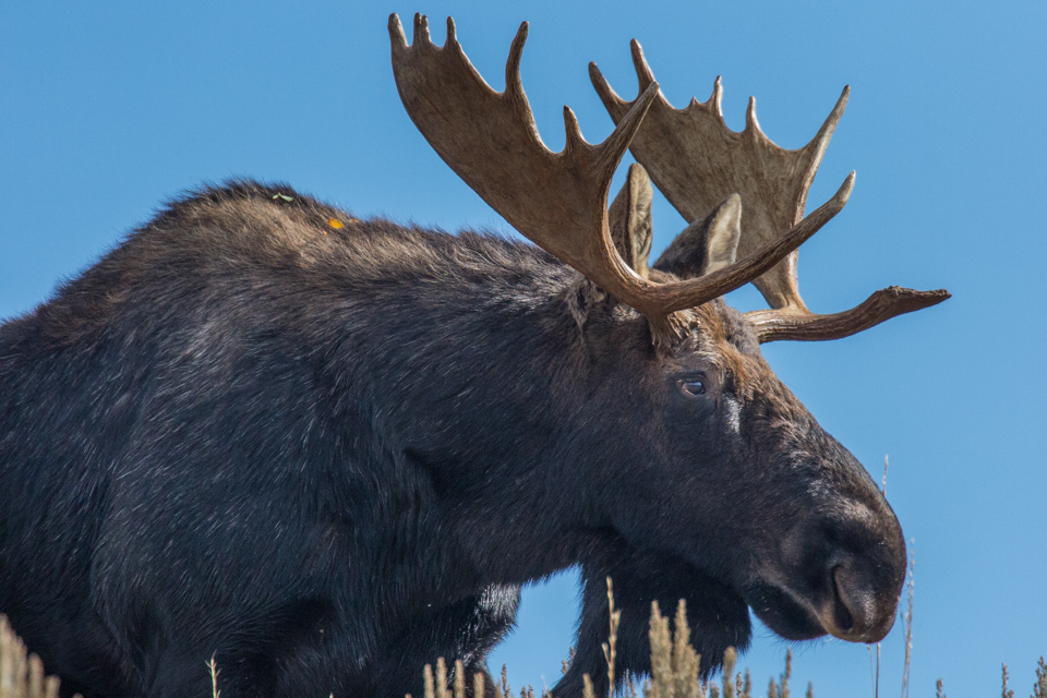 Big Moose in Jackson Hole, Wyoming