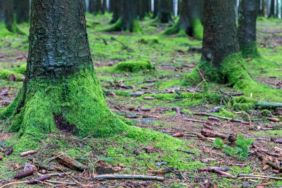 Moss in Bastogne, Belgium