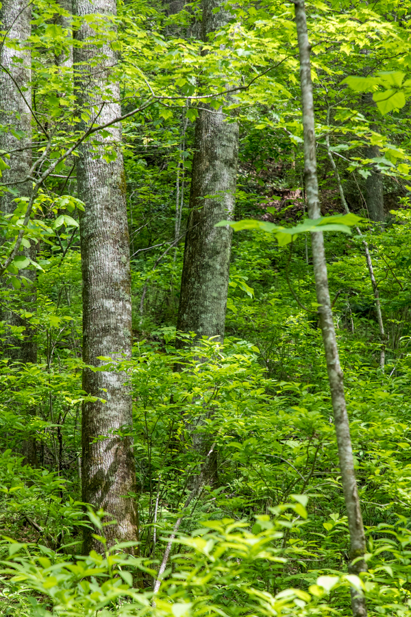 Trees in the Woods in Highlands, North Carolina