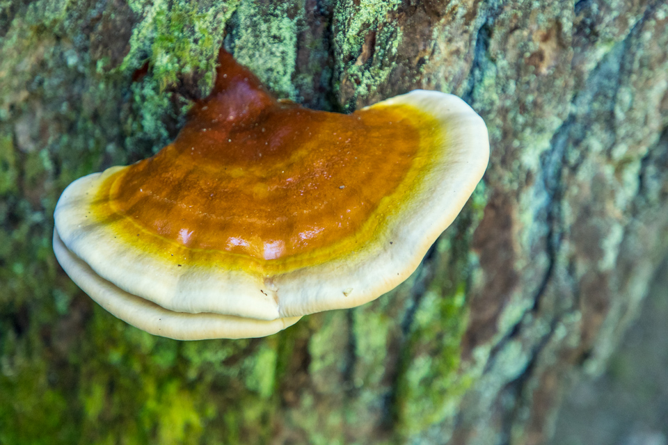 Colorful Fungus in Highlands, North Carolina
