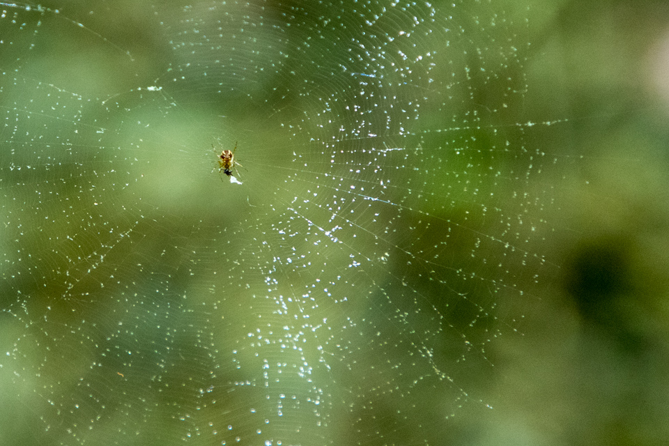 Woods Spider in Highlands, North Carolina