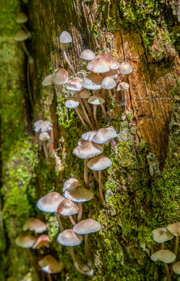 Mushroom Village in Highlands, North Carolina