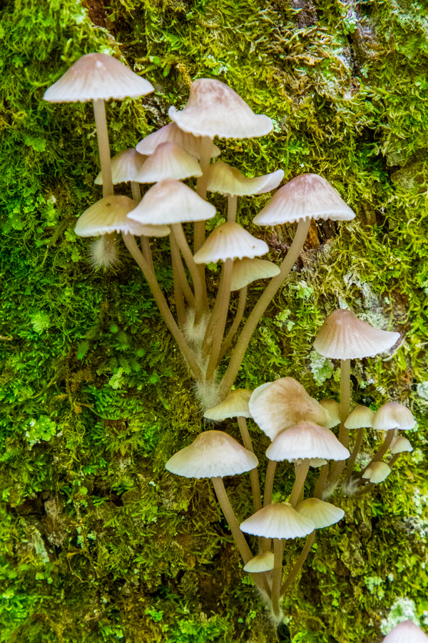 Mushroom Towers in Highlands, North Carolina