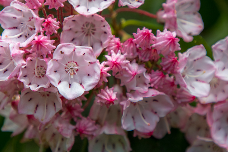 Mountain Laurel in Highlands, North Carolina