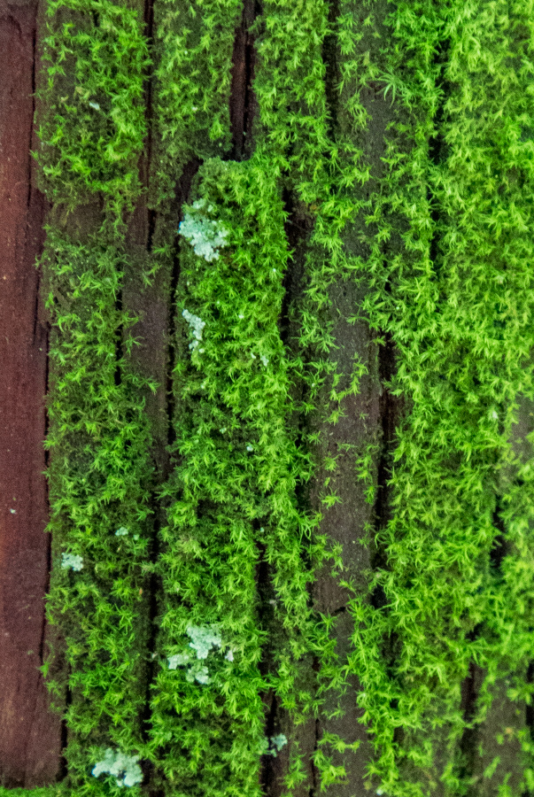 Moss Bark in Highlands, North Carolina