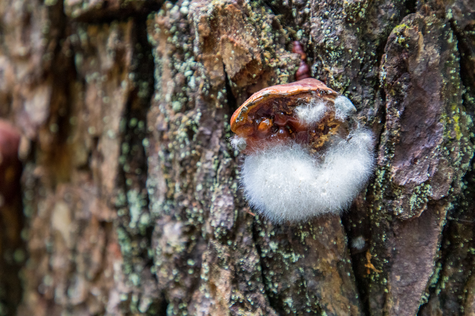 Odd Fuzz in Highlands, North Carolina