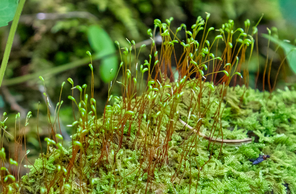 Moss Flags in Highlands, North Carolina