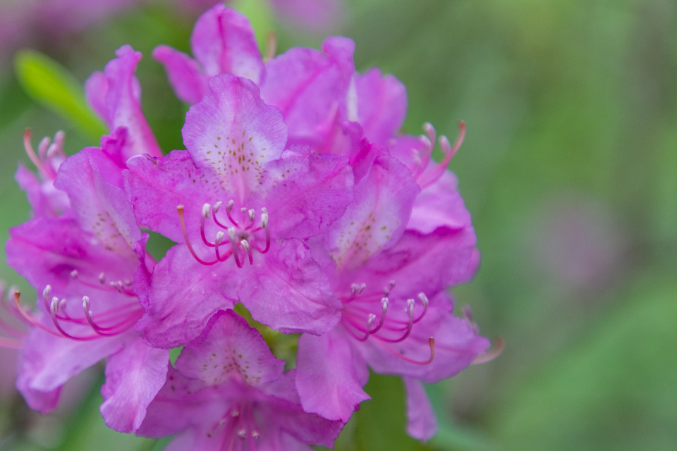 Rhododendron Flower in Highlands, North Carolina