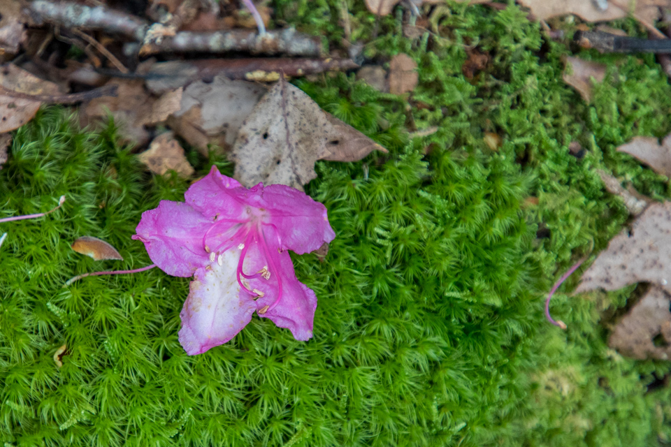 Pink and Green in Highlands, North Carolina