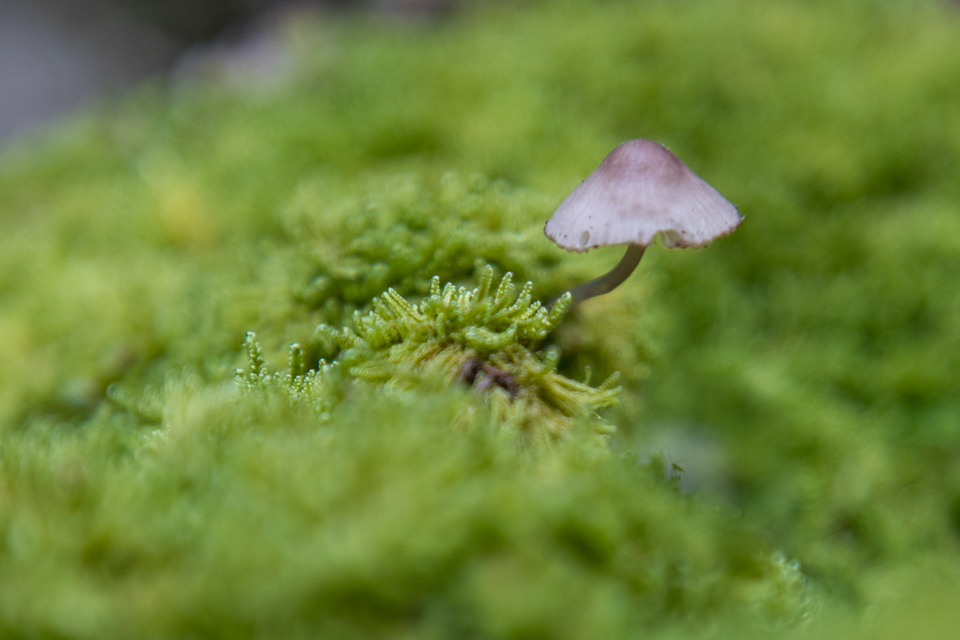 Lone Mushroom in Highlands, North Carolina