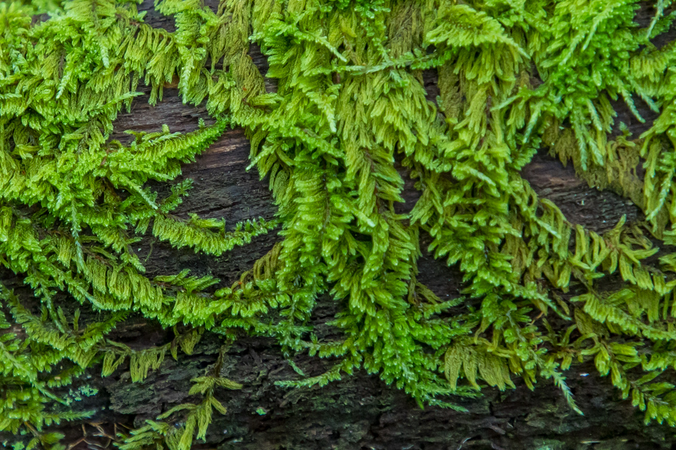 Green Tendrils  in Highlands, North Carolina