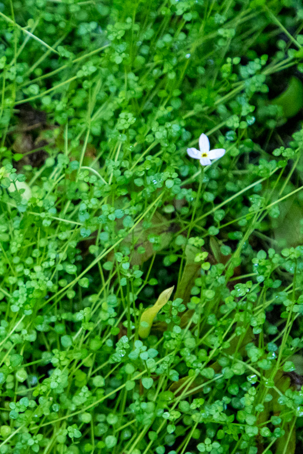 Flower in the Green in Highlands, North Carolina