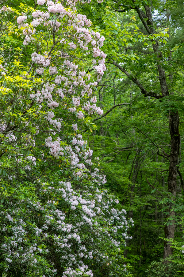 Mountain Laurel Trail in Highlands, North Carolina