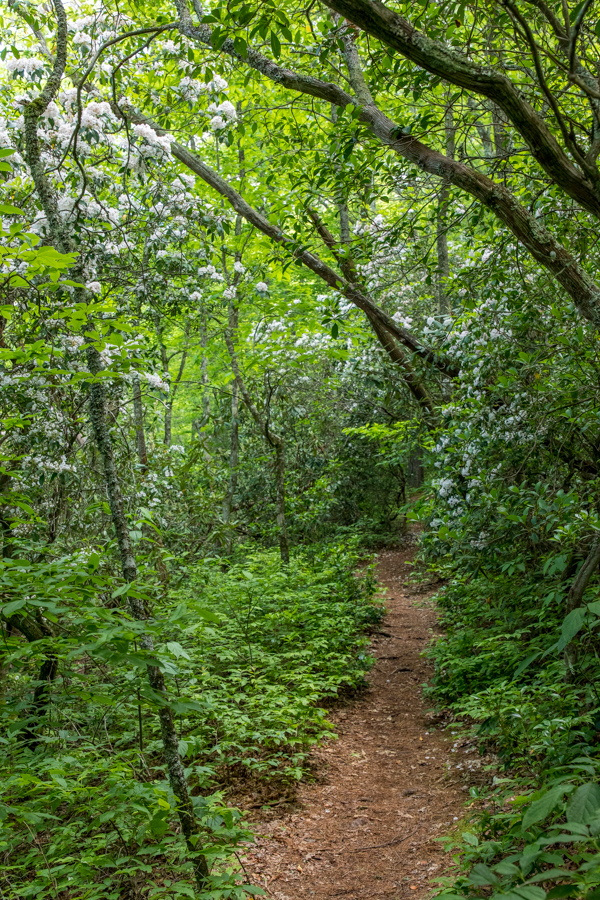 Wood Trail in Highlands, North Carolina