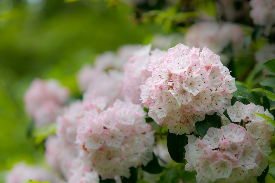 Pink Mountain Laurel in Highlands, North Carolina