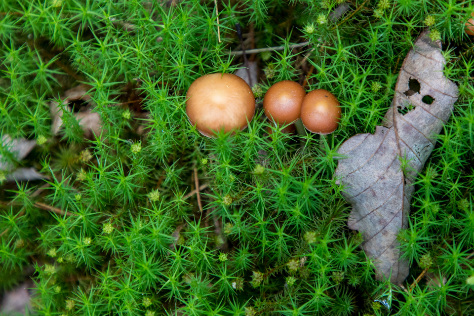 Eggs? in Highlands, North Carolina