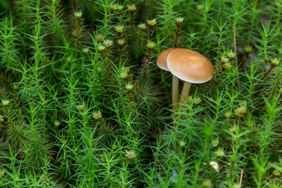 Room in the Moss in Highlands, North Carolina