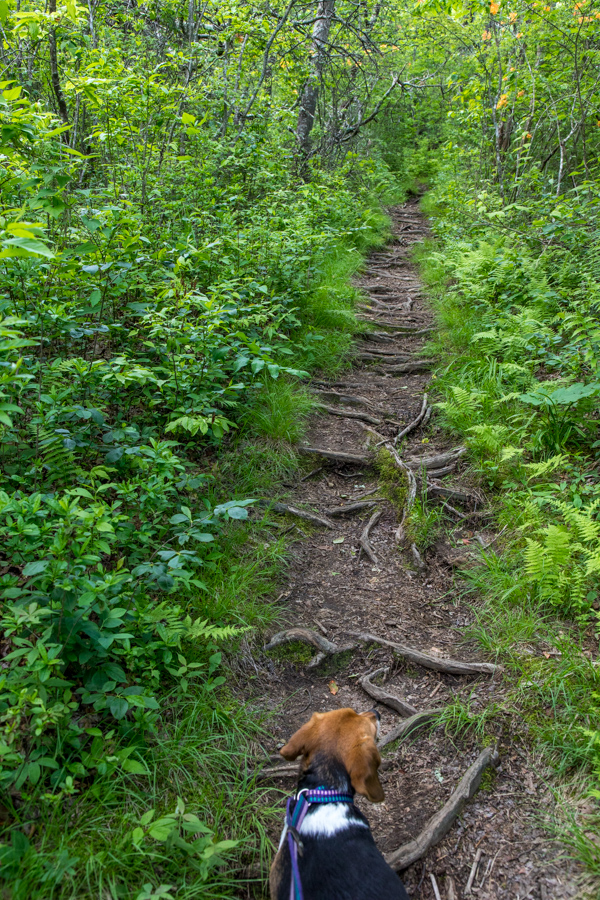 Riley on the Trail in Highlands, North Carolina
