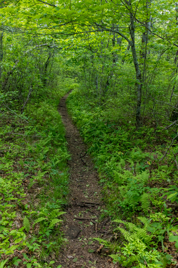 Mountain Trail in Highlands, North Carolina
