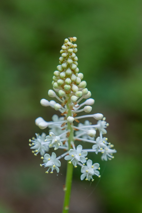 Flower Tree in Highlands, North Carolina