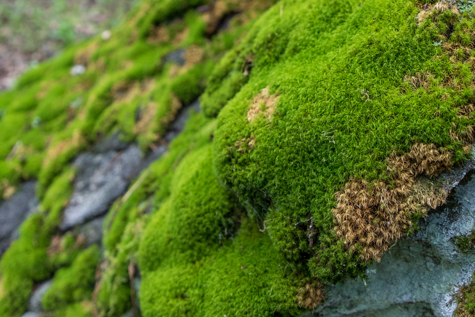 Moss Everywhere in Highlands, North Carolina