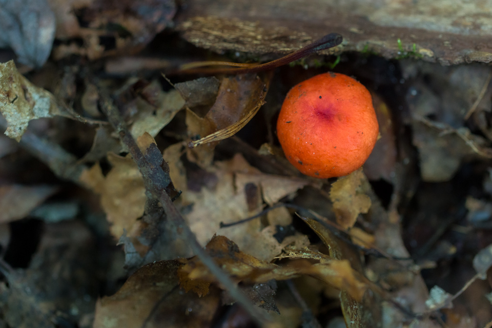 Red Button in Highlands, North Carolina